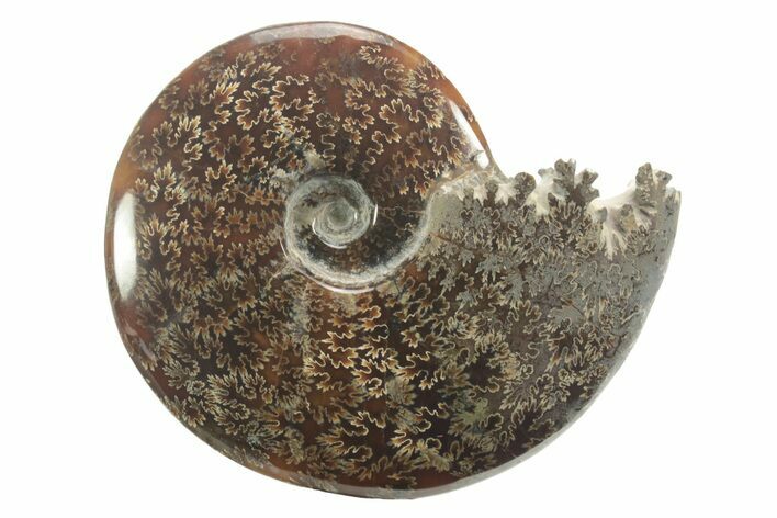 Polished Ammonite (Cleoniceras) Fossil - Madagascar #226285